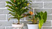 ¿Qué hago si mis plantas de interior tienen sus tallos rotos o quebrados?