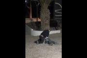 Patovicas atacaron a un joven en una fiesta y su familia denunció que “lo asfixiaron hasta desmayarlo”