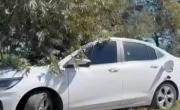 Macabro hallazgo en San Antonio de Areco