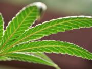 Marihuana y esquizofrenia: cómo saber si corrés riesgo según la ciencia