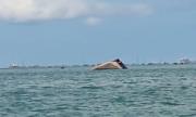 (VIDEO) Gabarra petrolera ‘Susana 1’ se hunde en el Lago de Maracaibo