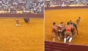 Un trágico encuentro: un toro de 700 kg acaba con la vida de un torero en Portugal