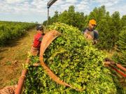 Actualizan los montos de la prestación por desempleo rural