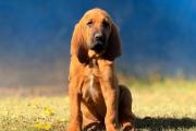 Rex: el perro de nueve meses que se prepara para la búsqueda de personas vivas en Neuquén