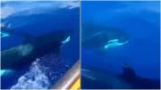 VIRAL: Pescadores venezolanos grabaron asombroso encuentro con orcas en las costas de Aragua