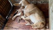Buscan nombres para los cachorros de leones nacidos en el zoológico de Mérida: así puede participar