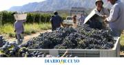 Nuevas variedades y certificación para la pasa de uva sanjuanina: el proyecto que impulsa la provincia