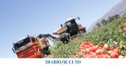 El tomate para industria producirá menos por primera vez en 10 años