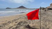 Playas cerradas: presencia de este animal venenoso obliga a las autoridades a tomar medidas