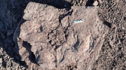 Neuquén también tuvo un Velociraptor: encontraron sus huellas en El Sauce