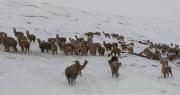 Intensa nevada afecta a municipios de la zona andina de Cochabamba