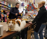 Estados Unidos: Nueva ley en Nueva York dará a dueños permiso legal de tener a los gatos de las bodegas