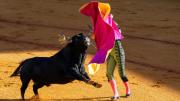 Tragedia en Portugal: fallece joven torero y reaviva el debate sobre la tauromaquia