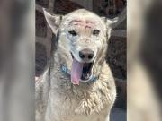 Pistache, el perro ciego que sobrevivió a golpes y machetazos en la cabeza, y hoy vive en un santuario