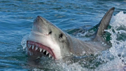 Ataques de tiburones en EE.UU.: nueve playas de un mismo estado concentran la mayoría de los incidentes