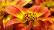 Qué tienes que plantar para tener un jardín rebosante de flores en septiembre