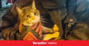Bomberos rescataron a otro gato atrapado
