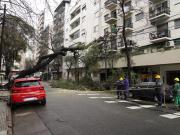 Tras la tormenta de Santa Rosa, un árbol de gran porte cayó sobre un edificio en Caballito