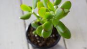 Por qué ponerle café al árbol de jade: beneficios para la planta