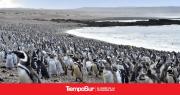 Provincia realiza obras en el Área Natural Protegida Punta Tombo para recibir la temporada de Pingüinos