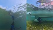 VIDEO VIRAL: Mantarraya distrae a una turista y la salva por segundos de la muerte