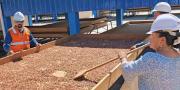 Planta de cacao en Pando alcanza 86% de ejecución