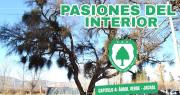 El algarrobo que marcó la historia de todo un pueblo y del club