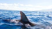 Día de snorkel terminó en pesadilla: Tiburón atacó a niño de 8 años y lo dejó en estado crítico