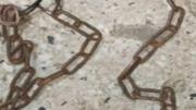 Maltrato, cautiverio y abuso contra tres niños en Mérida: agresiones que permitió la madre