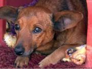 Un perro caminó solo 12 kilómetros hasta el velatorio de su dueño y lloró en el cajón