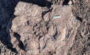 Descubrimiento histórico: hallaron en Argentina huellas de dinosaurios de hace 100 millones de años