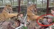 VIRAL: Tigre atacó a su propia veterinaria en un zoológico de México, todo quedó grabado