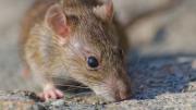 Leptospirosis: hay alerta sanitaria por el aumento de casos de la enfermedad en el país