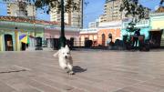 Inauguran clínica móvil para mascotas en La Pastora: habrá atención integral gratuita