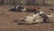 Hallan gran cantidad de animales muertos en un campo en Rosario de Lerma