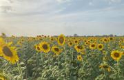 Agricultores confían sembrar 30 mil hectáreas de girasol en Portuguesa, pese a las dificultades – Correo del Caroní