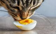 Snacks caseros para gatos: el poder del huevo duro y los beneficios que no sabía