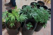 Descubren un vivero con 29 plantines de marihuana en una casa en construcción