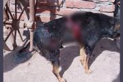 Acuchillan y despellejan a un perro que no logró sobrevivir por las graves heridas