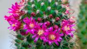 Pocos lo saben: lo que debes hacer con tus cactus en septiembre para que estallen de flores en pocos meses