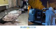 Rescataron un cóndor en un loteo municipal de 9 de Julio: fue trasladado al Faunístico