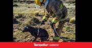 Rescate de un perro: bomberos lo salvaron de un pozo ciego