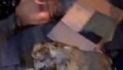 Aberrante: arrojaron a una perrita en una bolsa para que la lleve el camión compactador