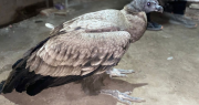 Rescatan a un majestuoso cóndor que estaba perdido en Las Chacritas