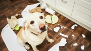 Qué significa que tu perro rompa todo cuando se queda solo en casa, según los veterinarios