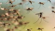 El secreto mejor guardado: el único país sin mosquitos