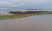 Desastre agropecuario por los campos inundados en Provincia de Buenos Aires: declaran la emergencia tras las lluvias