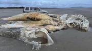 Reino Unido: hallan el cadáver de una gigantesca y misteriosa criatura marina