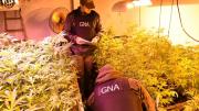 Encontraron un invernadero de marihuana en Ciudad de Buenos Aires