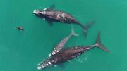 Cuenta regresiva para el avistaje de ballenas en Río Negro: este viernes se lanza la temporada